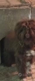 Lagotto romagnolo da tartufo