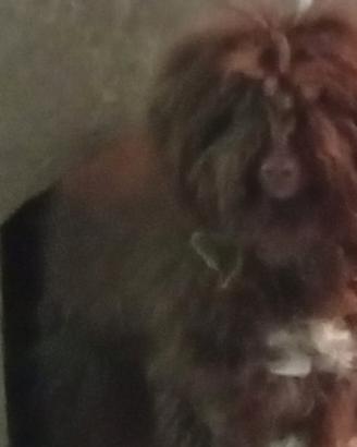 Lagotto romagnolo da tartufo