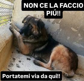 La solitudine di Lupo