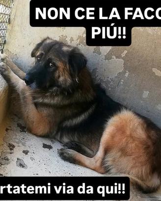 La solitudine di Lupo