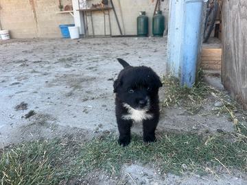 Cucciolo maremmano