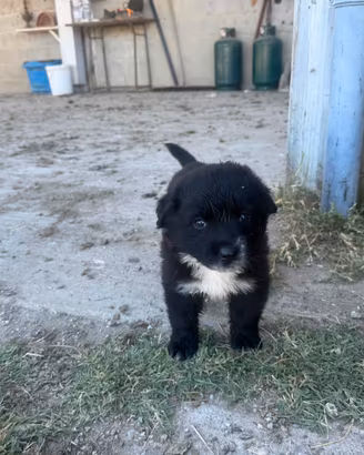 Cucciolo maremmano