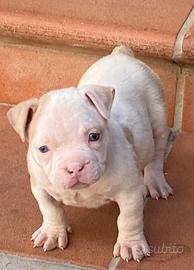 American Bully poket micro