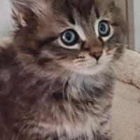 Ultima femmina pura razza gatto siberiano ipoaller
