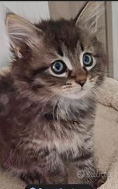 Ultima femmina pura razza gatto siberiano ipoaller