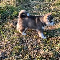 Alaskan malamute cuccioli con pedigree