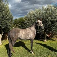 Pony castrone da salto