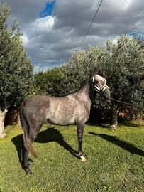 Pony castrone da salto