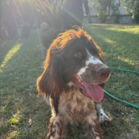 Cuccioli di springer spaniel