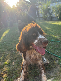 Cuccioli di springer spaniel