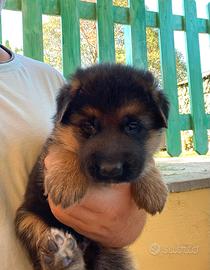 Cuccioli pastore tedesco