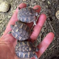 Testudo hermanni tartaruga di terra