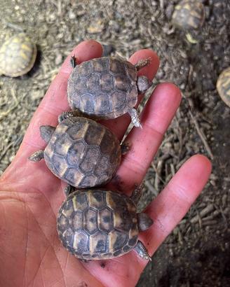 Testudo hermanni tartaruga di terra