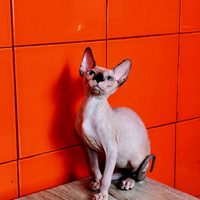 I gatti Sphinx