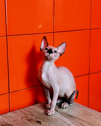 I gatti Sphinx