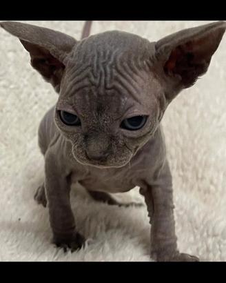 Sphynx cuccioli pedigree