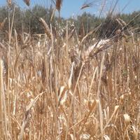 Farina di grano antico macinata a pietra