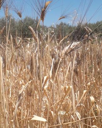 Farina di grano antico macinata a pietra
