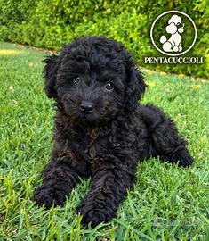 Nerone, Barboncino maschio- pagamento Rate