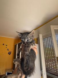 Gattini di 2 mesi