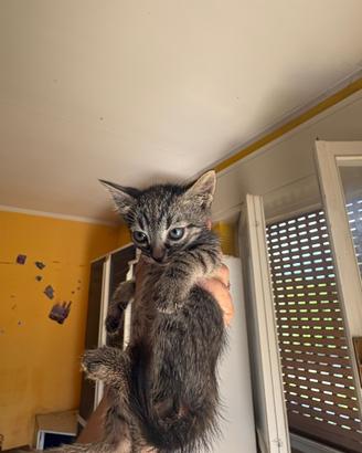 Gattini di 2 mesi