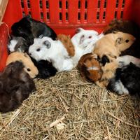 Cavie peruviane \ porcellini d'india