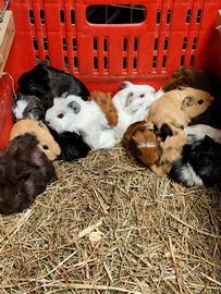 Cavie peruviane \ porcellini d'india