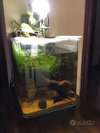 Acquario