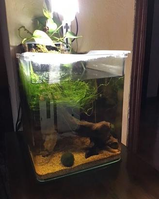 Acquario