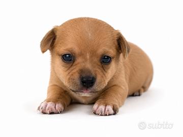 Chihuahua maschio fulvo 2