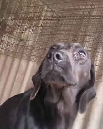 Cane da caccia