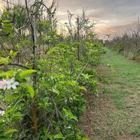 Terreni agricoli Capoterra