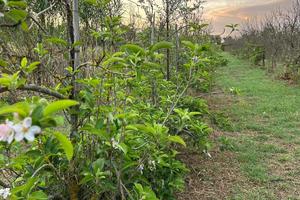 Terreni agricoli Capoterra