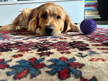 Disponibile Golden Retriver maschio per monta