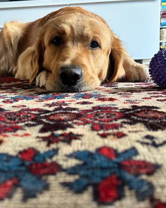 Disponibile Golden Retriver maschio per monta
