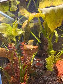 Pianta acquario Echinodorus