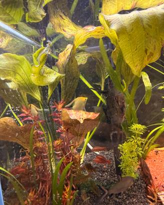 Pianta acquario Echinodorus