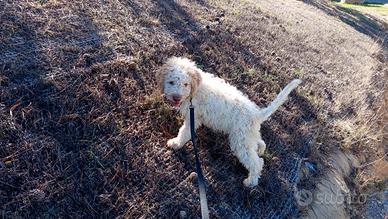 Lagotto Romagnolo