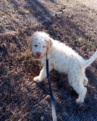 Lagotto Romagnolo