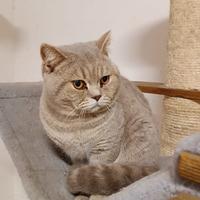British shorthair