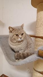 British shorthair