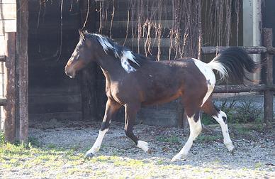 Paint castrone 24 mesi