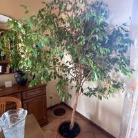 Ficus Benjamin educato japan magnifico 2,5m 30anni