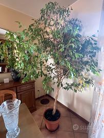 Ficus Benjamin educato japan magnifico 2,5m 30anni