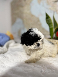 Cucciolo maschio Shitzu