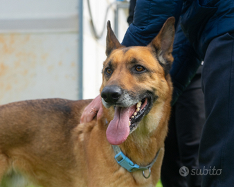 Benny, un amico fedele