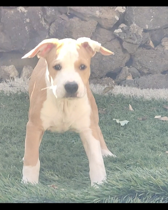 Amstaff