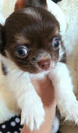 Cucciolo Chihuahua Chocolat e b.co pelo lungo