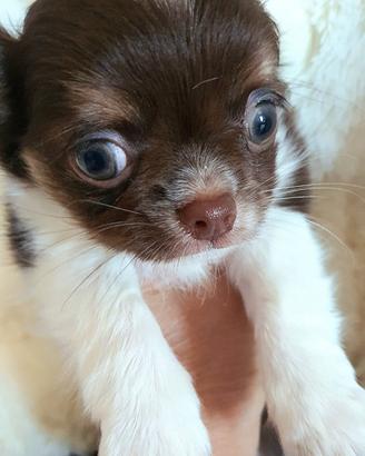 Cucciolo Chihuahua Chocolat e b.co pelo lungo