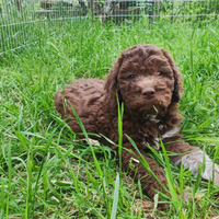 Cuccioli Lagotto Romagnolo